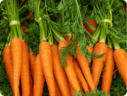 recharges mini-carottes