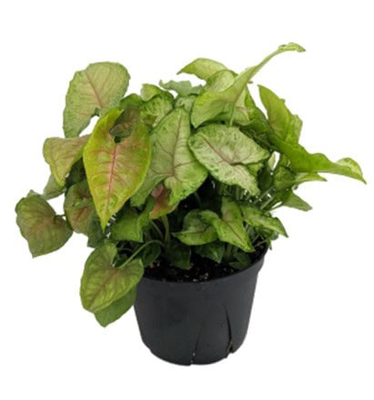 Potted Syngonium plant with green and variegated leaves.