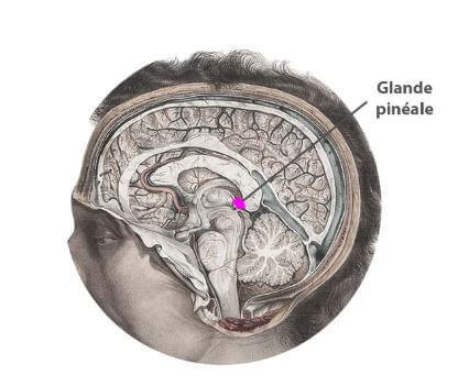 emplacement glande pinéale ou épiphyse