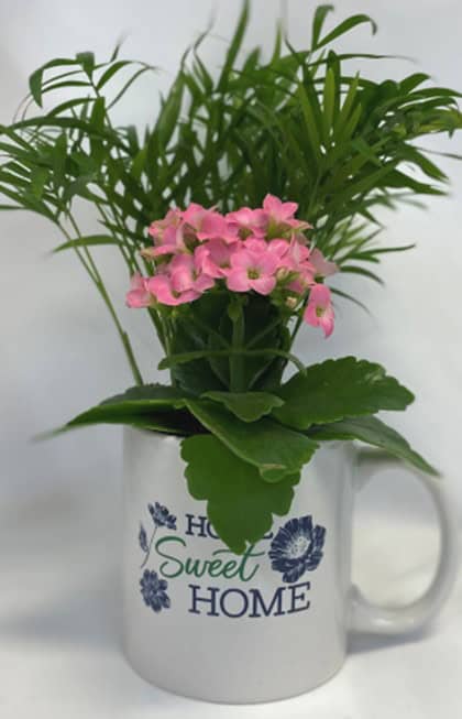 Pink flowers in a white decorative pot with green leaves.