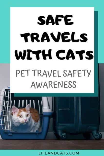 Red and white cat in a blue carrier traveling safely