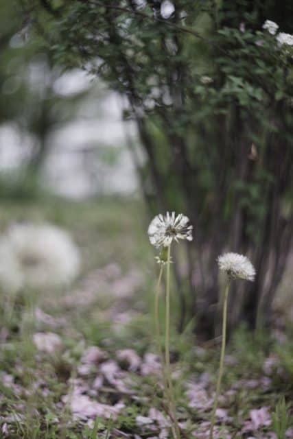 Leitz Summitar 50mm f2 Review作例ブログ ライカ銘玉ズミタール