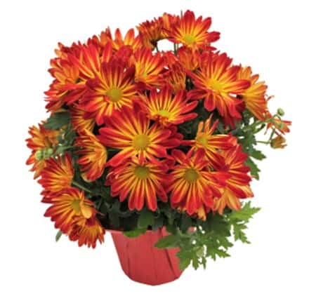 A vibrant bouquet of orange and yellow flowers in a red pot.