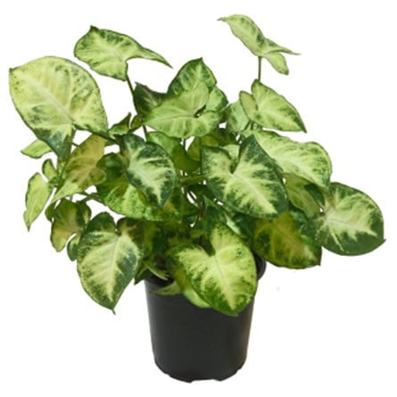 A healthy green and white variegated potted plant.