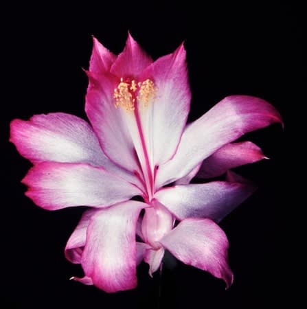 Schlumbergera orssichiana