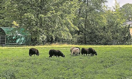 Märkischer Bote Parkpflege wie zu Zeiten Pücklers