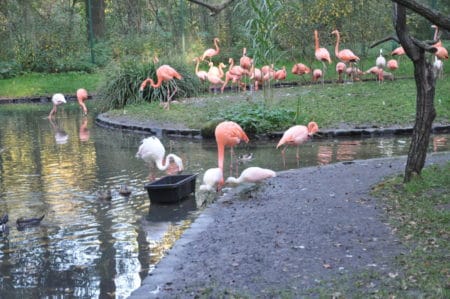 Märkischer Bote Cottbus: Flamingo Nachwuchs