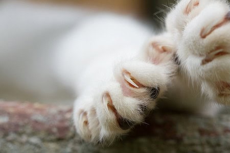 The Ultimate Kitten Supply List: Prepare Your Home For A New Cat