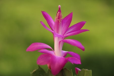 Persian Hope