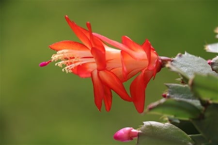 Akai Aganata