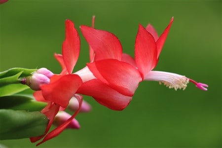 Flower of Happiness