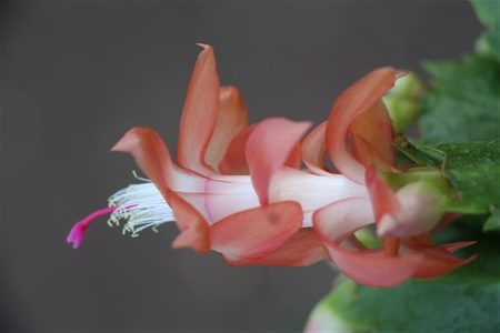 Stella d'Italia