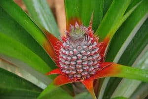 Pineapple growing in our garden on madagascar