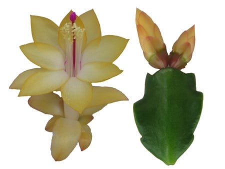Thor-Sophia plant