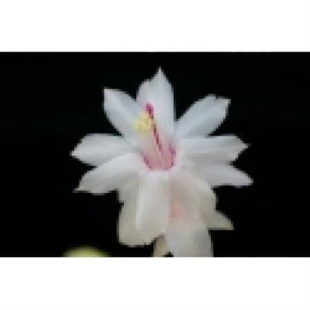 Eprics White Star