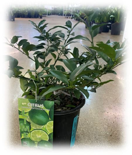 Potted kaffir lime plant with green leaves and a label.