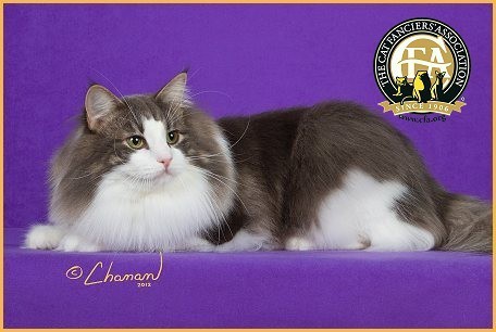 The Mythical Norwegian Forest Cat: Your New Best Friend 3 Brown and white tabby Norwegian Forest Cat