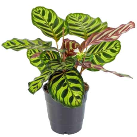 A green Calathea plant with patterned leaves in a black pot.