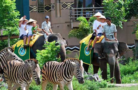 bali safari