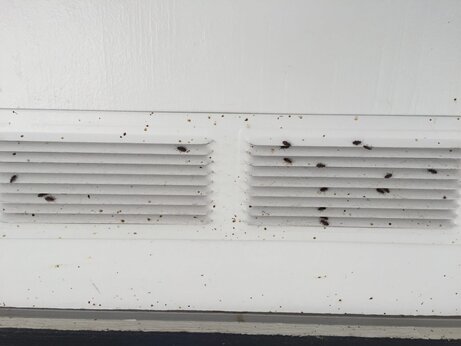 elm seed bugs pest control