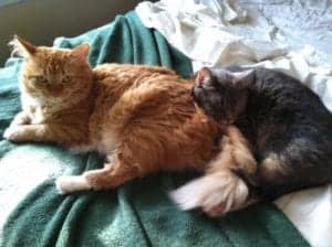 Why do cats purr? Scientific American