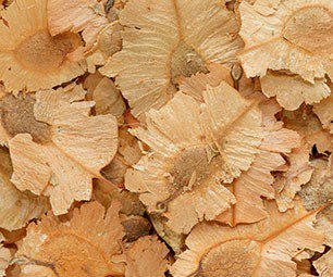 elm seed