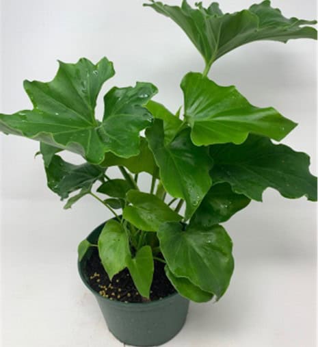 A healthy potted plant with large green leaves against a plain background.