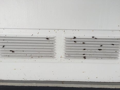 elm seed bugs pest control