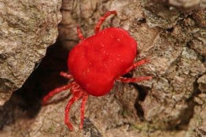 clover mite pest control
