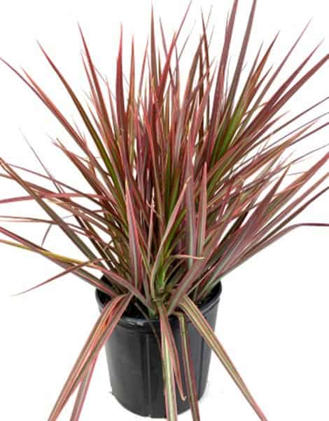 A potted plant with long, slender reddish-green leaves.