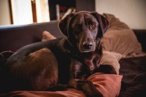 Croisé Labrador de la pension canine