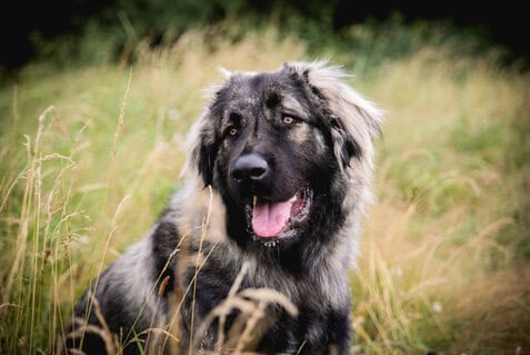Berger du caucase de la pension canine