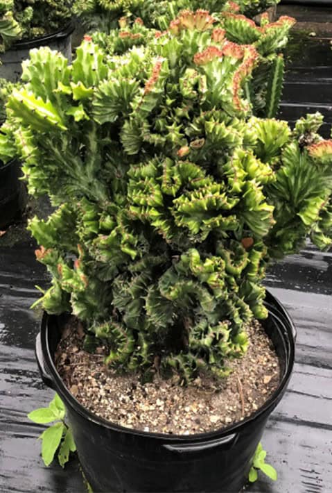 A dense, green coniferous plant with curled foliage in a black pot.