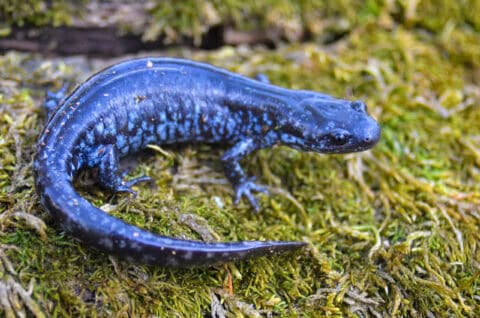 Blue-spotted Salamander (Ambystoma laterale) on a moss-covered surface, its iridescent dark blue-black body and light blue speckled markings clearly visible — one of Ohio's rarest endangered amphibians requiring authorized habitat assessments and vernal pool surveys by EDGE Engineering herpetologists for construction and development projects in northwest Ohio.