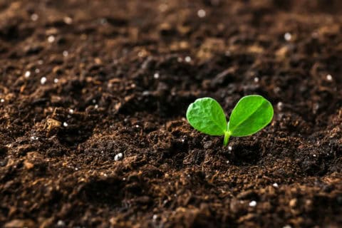 Farmland soil with healthy crop growth, illustrating regenerative agriculture practices that sequester carbon.