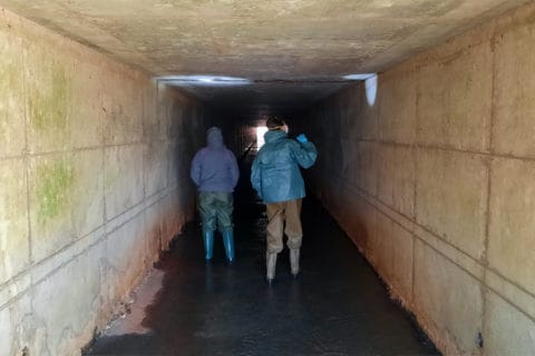 Two EDGE Engineering biologists in waders walking through a concrete box culvert during a winter bat hibernacula survey in southern Arkansas — field work conducted in partnership with USFWS, Arkansas Game and Fish Commission, and Arkansas Department of Transportation to monitor endangered bat species habitat use.