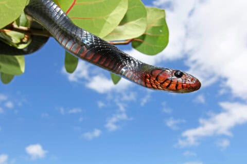 Eastern Indigo Snake (Drymarchon couperi) extending from leafy vegetation against a blue sky, its distinctive glossy black scales and rich red-orange chin and neck coloring clearly visible — federally threatened species surveyed by EDGE Engineering herpetologists across its southeastern U.S. range.