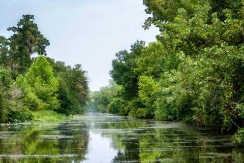 Calm bayou or slow-moving river channel lined with lush cypress and hardwood trees draped in Spanish moss — southeastern U.S. wetland and riparian habitat requiring Section 404 wetland permitting, aquatic resource delineation, and Endangered Species Act compliance consulting by EDGE Engineering for development projects.