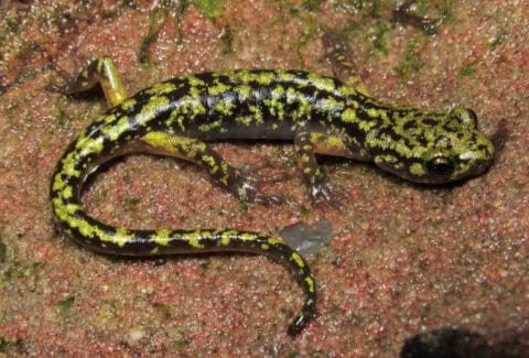 green salamander 1_EDIT
