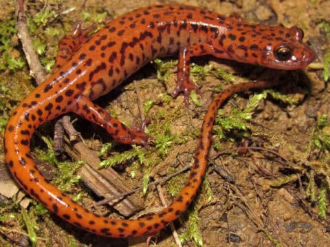 Cave Salamander (Eurycea lucifuga) on a mossy forest floor, its striking burnt-orange body densely covered in irregular black spots clearly visible — cave-dwelling amphibian species documented by EDGE Engineering herpetologists during habitat assessments and endangered species surveys.