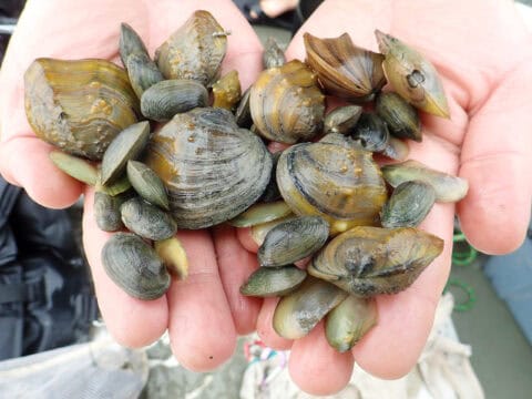 Freshwater mussel surveys for protected species compliance