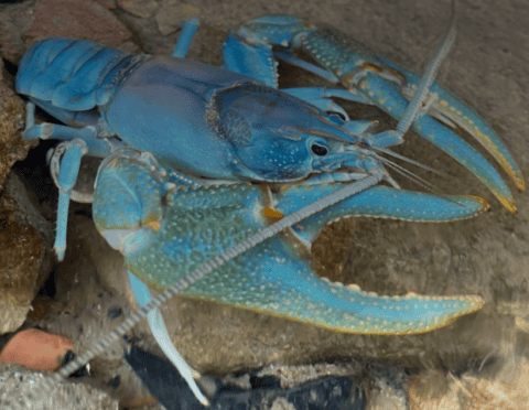 9:08 AMClaude responded: Vivid blue crayfish photographed underwater among rocks, its large claws and distinctive turquoise coloring clearly visible — rare freshwater crayfish species …Vivid blue crayfish photographed underwater among rocks, its large claws and distinctive turquoise coloring clearly visible — rare freshwater crayfish species documented during EDGE Engineering aquatic habitat and endangered species surveys.