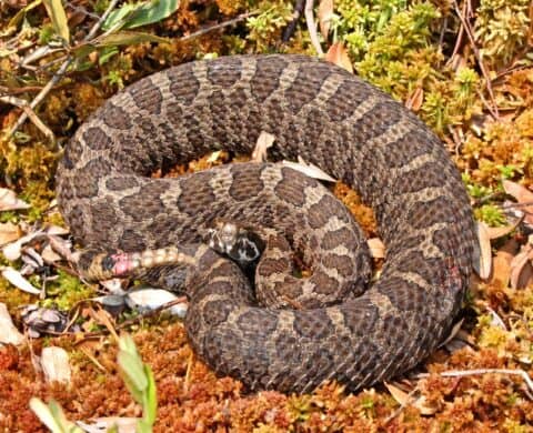 Eastern Massasauga Rattlesnake (Sistrurus catenatus) coiled on a moss and leaf litter substrate, its bold brown saddle-patterned scales and compact body clearly visible while basking in natural sunlight — federally threatened rattlesnake species documented by EDGE Engineering during authorized ESA habitat assessments and presence surveys in the Great Lakes region.