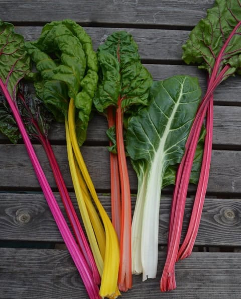 Colourful stems of chard ‘Fireworks’ in shades of red, yellow, pink and orange, a productive cut-and-come-again heritage mix.