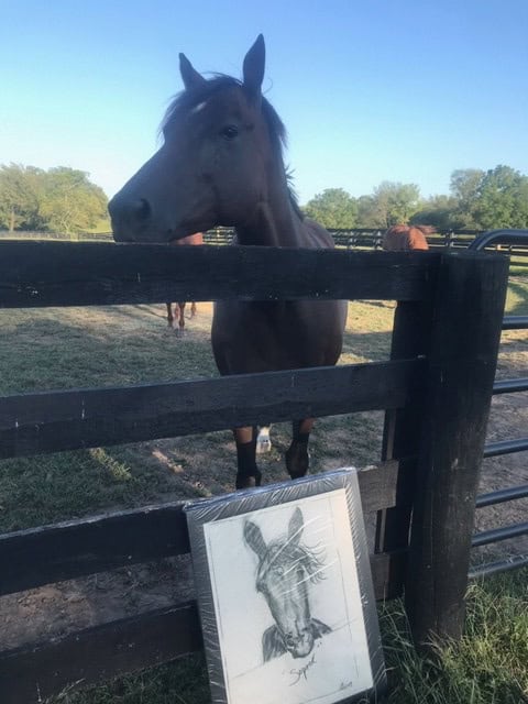 horse sketch