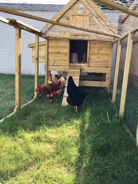 Our Weekend Project - Chicken Coop Building
