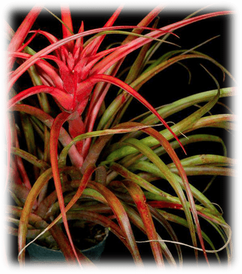 A vibrant red bromeliad plant with green leaves in a dark setting.