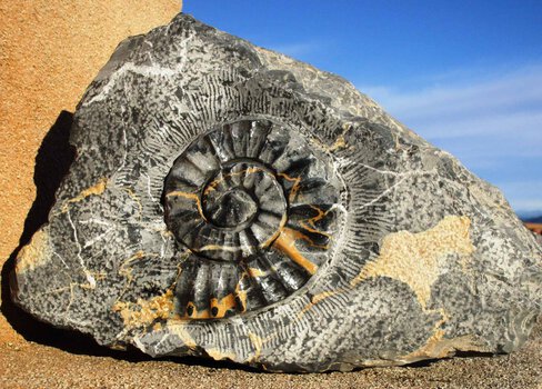 Ammonite, Marbre Portor
