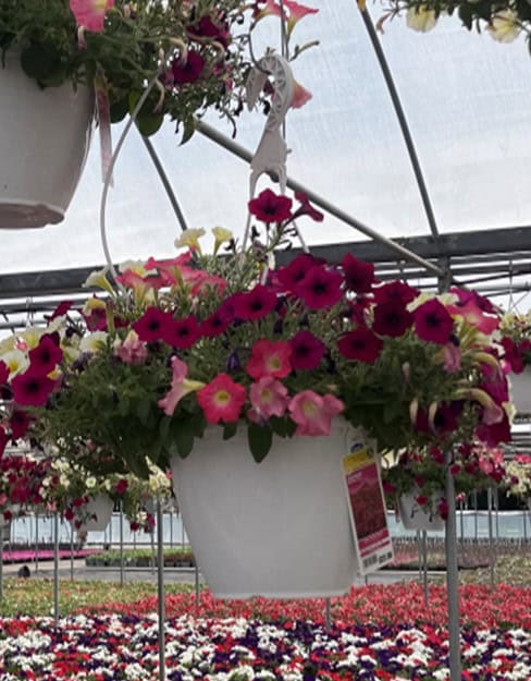 Vibrant pink and red flowers bloom in hanging white pots inside a greenhouse.