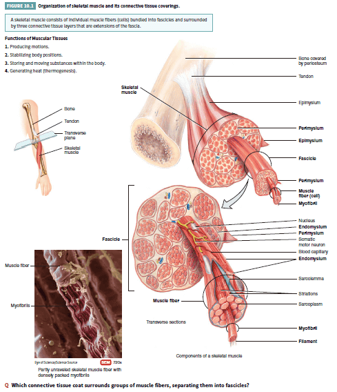 Gambar 4. Muscular Tissue (Tortora)